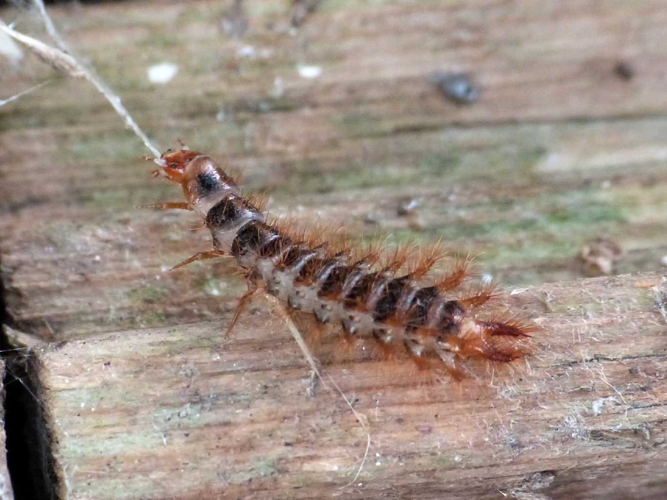 Larva di Drilus flavescens